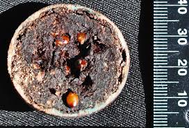 Image result for Oncoba