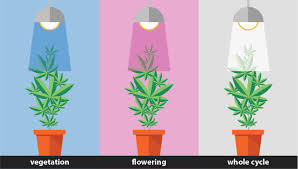 Many years before we used to think that plants belong in the garden, out in the sun, away from our homes and offices where we live and. Growing Cannabis With Led Lights Pros And Cons Growdiaries
