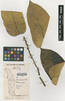 Image result for Polyscias fulva