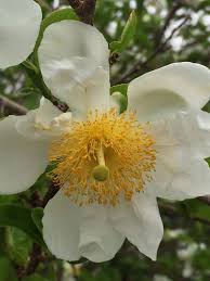 Image result for Oncoba