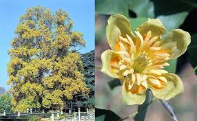 Image result for Magnoliaceae