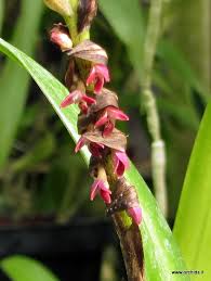 Image result for Bulbophyllum cochleatum