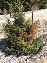 The first sign of trouble is the browning of needles on the lower branches, which gradually spreads upwards. What S Wrong With My Plant Garden University Of Minnesota Extension