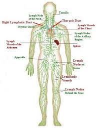 diagram of the lymphatic system and the immune system