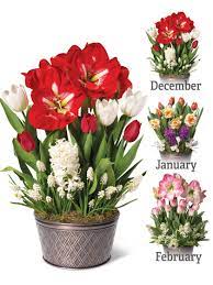 3 Months Of Blooms Monthly Flower Delivery Bulb Flowers Flower Delivery