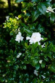 A Tour Of My Yard Privacy Trees For Backyard I Recommend Bluegraygal Privacy Trees Privacy Trees Backyard Patio Trees