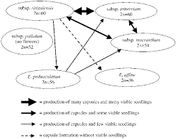 Image result for Exochaenium oliganthum