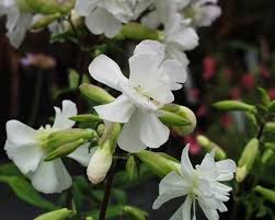 Saponaria Officinalis Sabun Otu Sabun Cicegi Otlar Bitki Sabunlar
