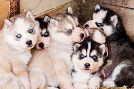 Our mission (and passion) is to help get homeless pets out of the shelters and into loving homes. Are Husky Puppies Good With Kids Embora Pets