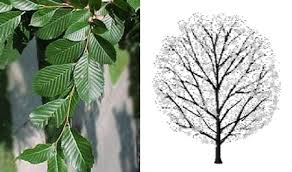 Maybe you would like to learn more about one of these? Best Trees For Denver