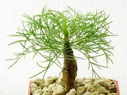 Image result for Commiphora caerulea