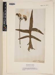 Image result for Sonchus schweinfurthii