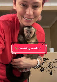 Capuchin Monkey Houston Breeder Texas