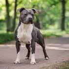 American Staffordshire Terrier Breed Information ...