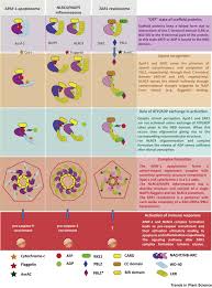 We did not find results for: Plant And Animal Innate Immunity Complexes Fighting Different Enemies With Similar Weapons Trends In Plant Science