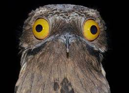 Bird With Big Eyes Common Potoo Weird Birds Potoo Bird Funny Birds