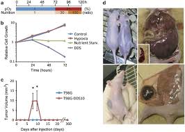1.4 what to feed your snake; Human Glioblastoma Cells Exposed To Long Term Hypoxia And Nutrient Starvation Stimulated Induction Of Secondary T Cell Leukemia In Mice Blood Cancer Journal