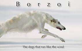 There are 220 borzoi running for sale on etsy, and they cost $21.49 on average. Amazon Com Borzoi The Dogs That Run Like The Wind Japanese Edition Ebook Minoru Yamada Kindle Store