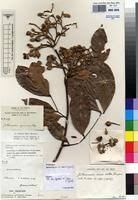 Image result for Julbernardia