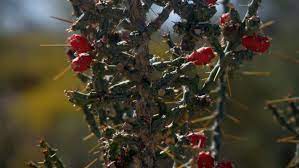 A christmas cactus is a tropical cactus, not a desert cactus. Cylindropuntia Leptocaulis Desert Christmas Cactus Succulents