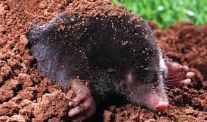 Moles rarely show up to the ground's surface, and even if every so often they do come up, they will only ever show their heads or snouts. 4 Ways To Prevent Mole Damage In Your Garden Express Co Uk