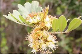 Image result for Hippobromus