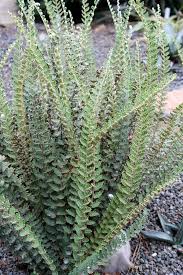 Image result for Blotiella sinuata