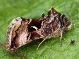 Image result for Syngrapha hochenwarthi