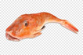 Ikankakap #kakapmerah #pesmol bahan 1 ekor ikan kakap merah 1 buah jeruk sambal / jeruk nipis 1 sdt garam 1/2 timun 1/2. Ikan Kakap Merah Utara Sup Bak Gurnard Ikan Robin Laut Ikan Hewan Makanan Laut Png Pngegg