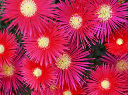 Annual flowers full sun colorado. 6 Low Maintenance Plants For The Front Range 5280