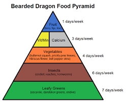 bearded dragon food pyramid complete critter