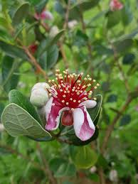 The yellow blooms that arrive over the winter are quite fragrant, making this an ideal plant to situate near a deck or patio. Fruit Trees In Small Spaces Berhampore Urban Resilience Permaculture In Practice