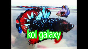 Koi Galaxy Ca Betta Chia Sẻ Kinh Nghiệm Youtube