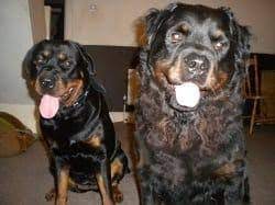 Rottweiler puppies for sale in pa. The Long Haired Rottweiler Everything You Need To Know