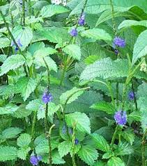 Image result for Stachytarpheta cayennensis