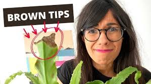 Fern Brown's Instagram, Twitter & Facebook