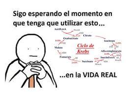 Krebs Cycle Ciclo De Krebs Es Como El Algebra De La Bioquimica Laugh Fictional Characters Life