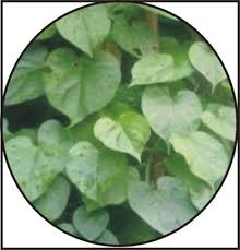 Image result for Piper guineense