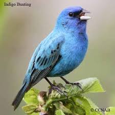 North America Bird Identifier By Picture Buntings Calcariidae Emberizidae Cardinalidae Birds Of North America North American Birds Birds Blue Bird Bunting Bird