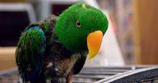 We did not find results for: Bird Trade