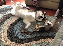 Featuring our wakon giant alaskan malamutes at wakon kennels providing loving, intelligent, giant malamutes since 1956! My Older Giant Alaskan Malamute Elsa Excited To Meet My Dads New Puppy Aww