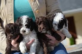 Jul 09, 2021 · puppies for sale in usa, page 1 (10 per page) puppyfinder.com is your source for finding an ideal puppy for sale in usa. Location Mini Labradoodle Puppies