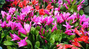 Rooting and planting a piece of your cactus plant is a technique for propagating it. Christmas Cactus Wishes For Wet Soil Conditions