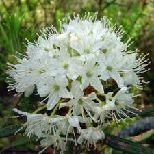 Image result for Viridivia