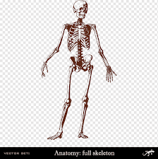 How to draw reference resources tutorial practice anatomy human constructive artists learn arm forearm elbow wrist hand bones. Human Skeleton Human Body Bone Anatomy Human Body Skeleton Human Arm Human Anatomy Png Pngwing