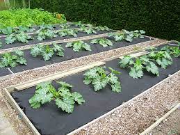 Place the seedlings into 3 in (7.6 cm) mounds in the soil. Plant Melons And Squash Early
