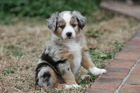 Miniature Aussie Merle Female Cutefemalepuppies Puppies Aussie Cutefemalepuppies Female Merl Shepherd Puppies Aussie Puppies Australian Shepherd Puppies