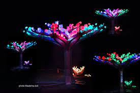 Check spelling or type a new query. Entwined A Wonderland Of Lights For The Golden Gate Park Anniversary Mercisf