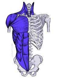 The dominant muscle in the upper chest is the pectoralis major. How To Draw The Torso Easier An Illustrated Guide Gvaat S Workshop