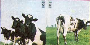 Image result for copertine dischi pink floyd